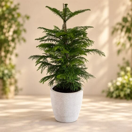 Salon Çamı (Araucaria) Saksı Bitkisi