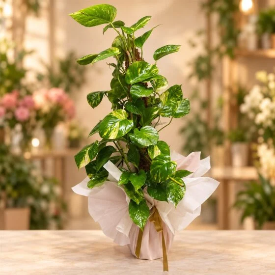 Örgülü Gövdeli Ficus Saksı Bitkisi