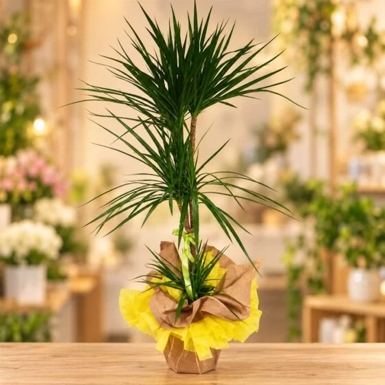 Dracaena Marginata Hediye Bitkisi