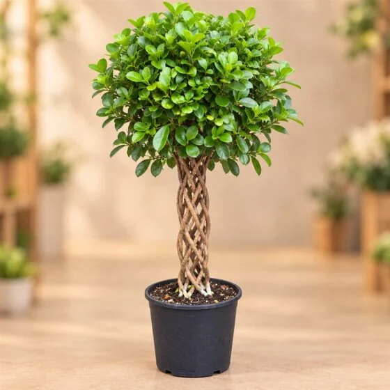 Örgülü Gövdeli Ficus Bonsai