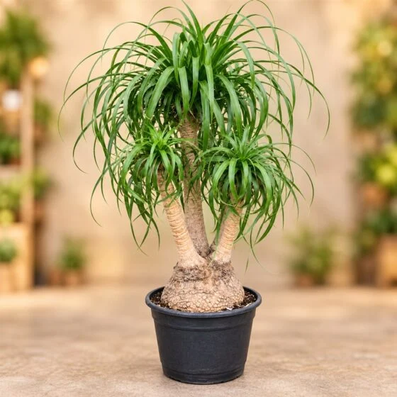 Ponytail Palmiyesi (Beaucarnea)